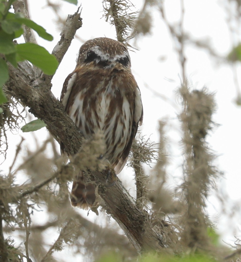 Peruvian Pygmy-Owl - Bonnie Bompart