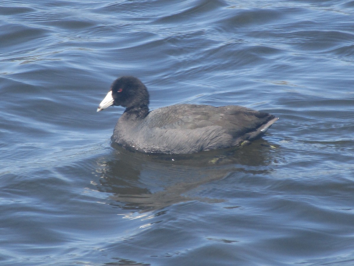 American Coot (Red-shielded) - Matthew Cozart