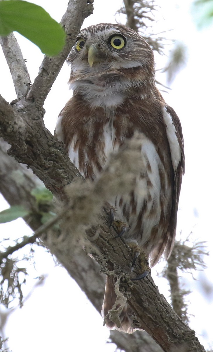 Peruvian Pygmy-Owl - ML546783841