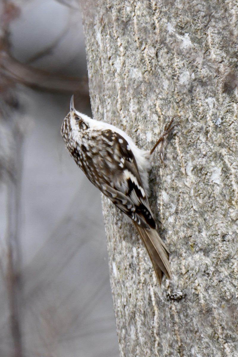 Brown Creeper - Christopher Veale