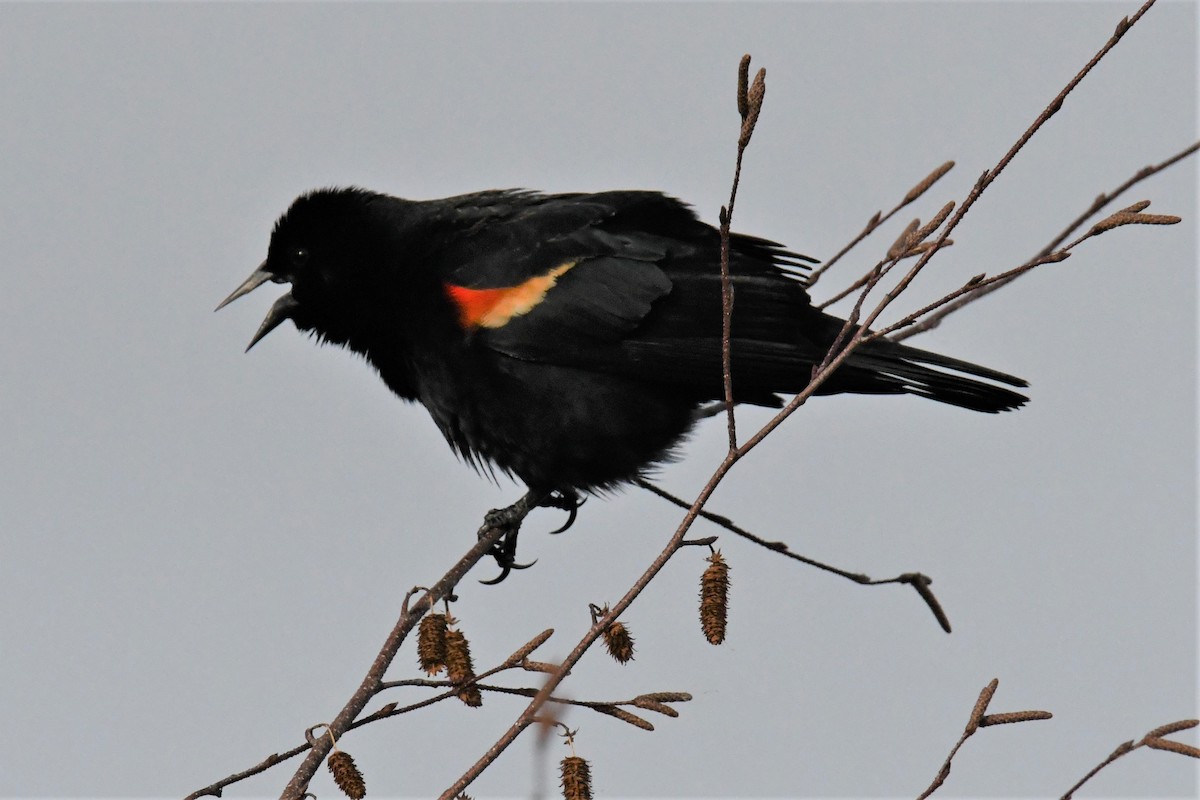 Red-winged Blackbird - ML546785381