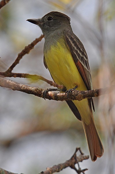 Great Crested Flycatcher - ML54678541