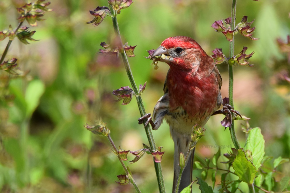 House Finch - Perry Doggrell
