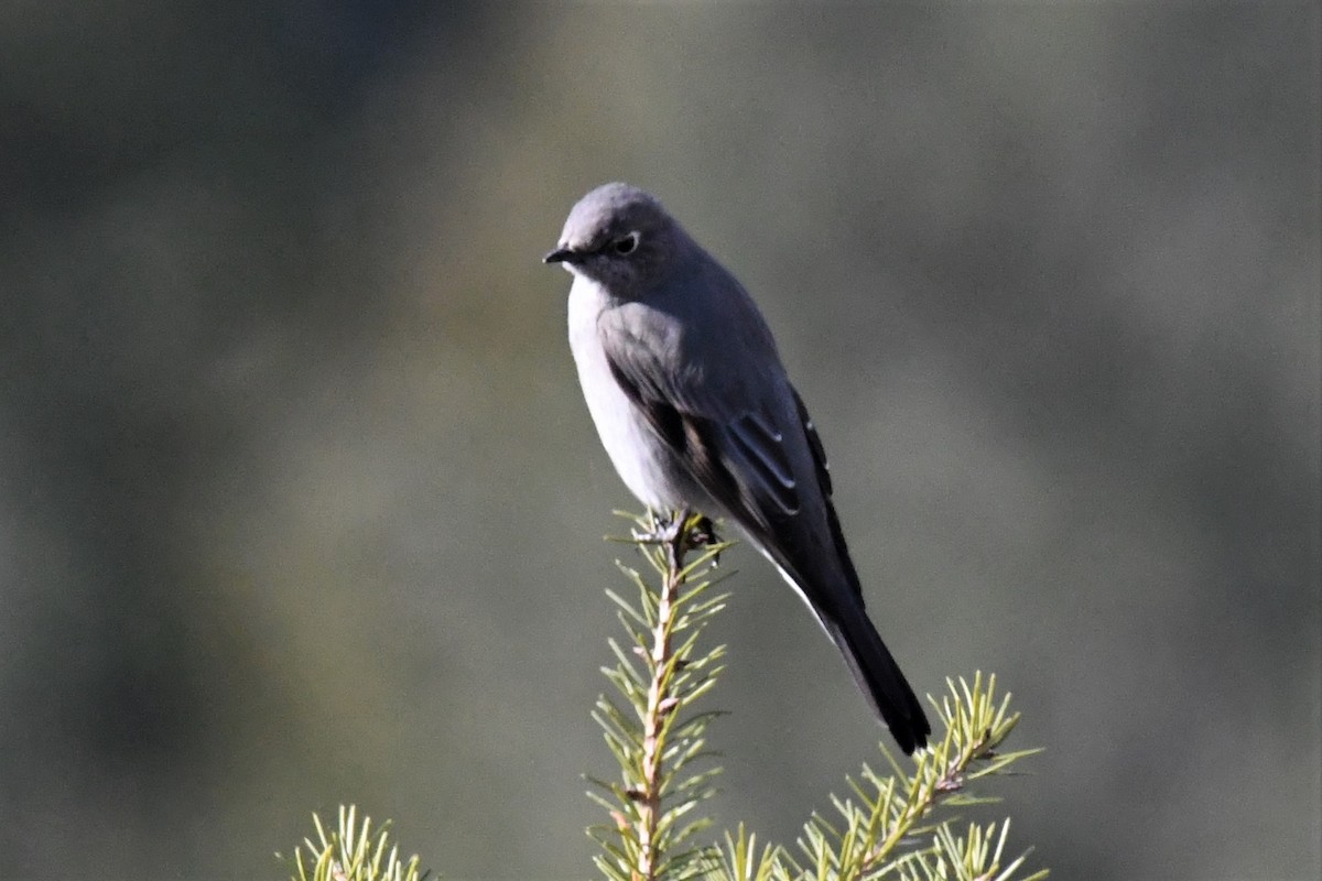 Townsend's Solitaire - ML546786151