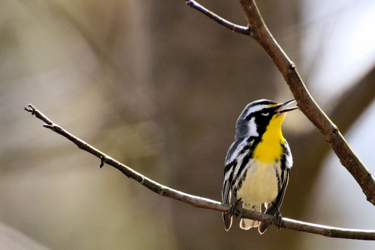 Yellow-throated Warbler - Donna Wilder