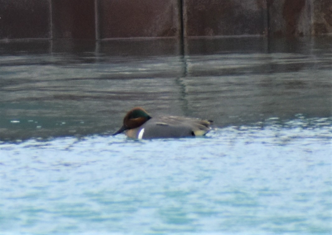 Green-winged Teal - ML546788271