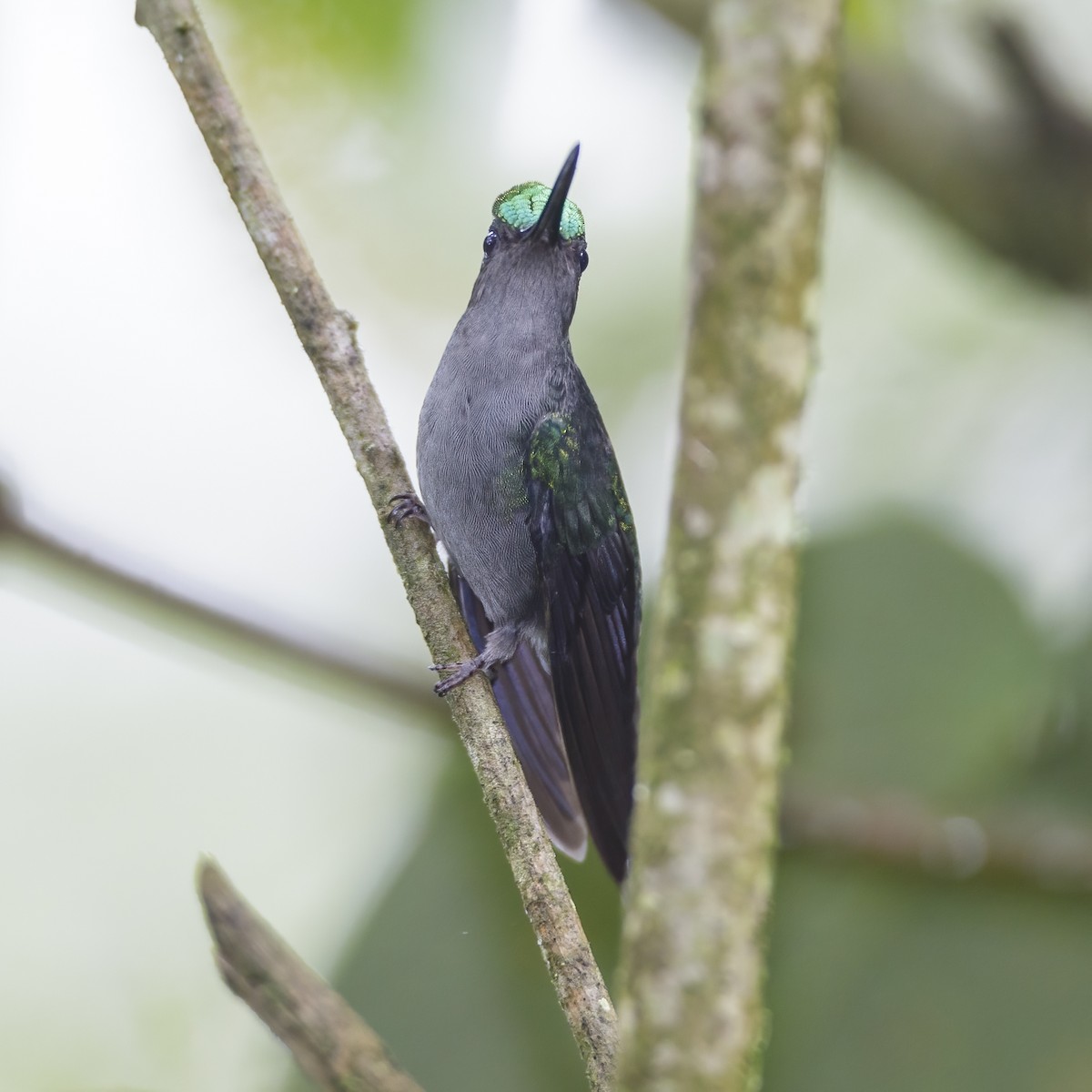 Gray-breasted Sabrewing - ML546791211