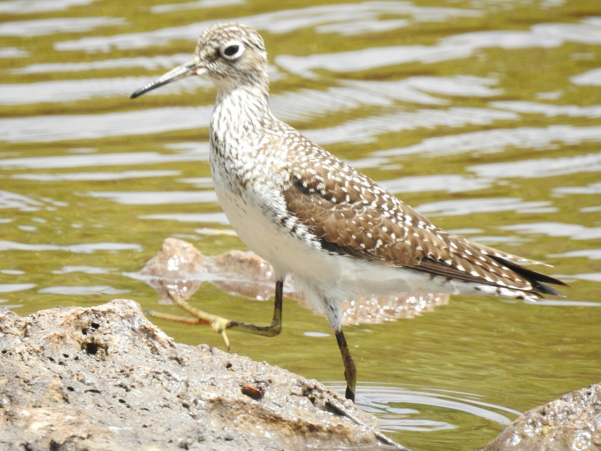 Solitary Sandpiper - Anonymous