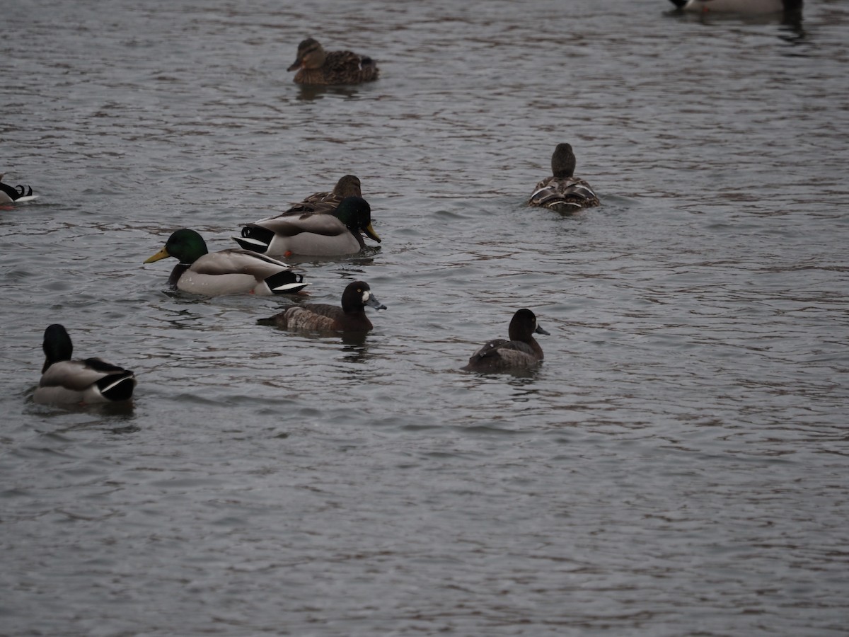Greater Scaup - ML546797931