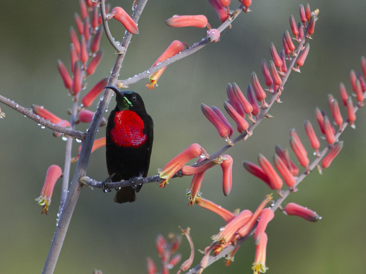 Scarlet-chested Sunbird - Phil Stouffer