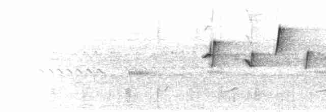  - Siffling Cisticola