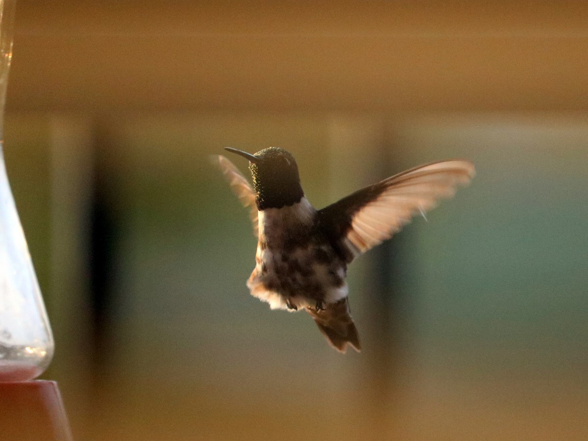 Black-chinned Hummingbird - ML54680701