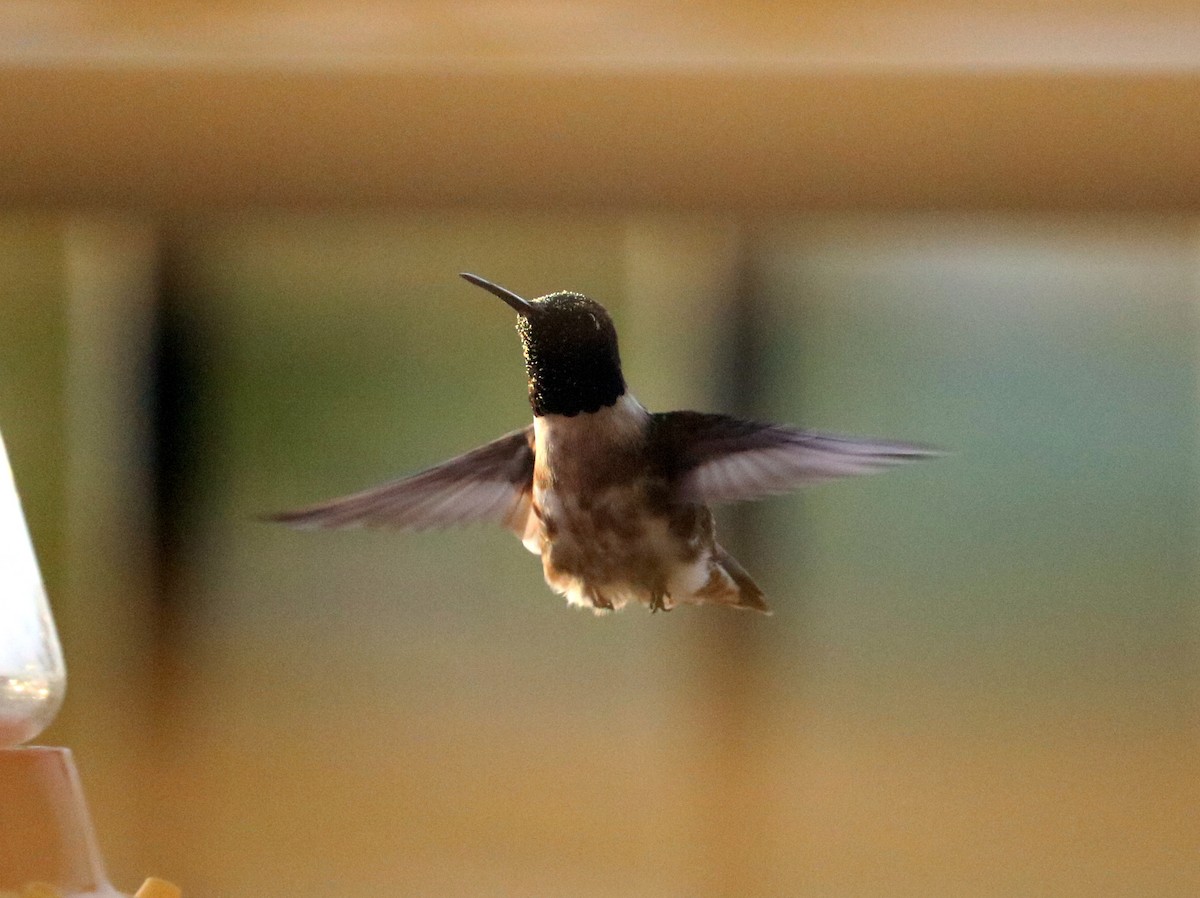 Black-chinned Hummingbird - Ryan Winkleman