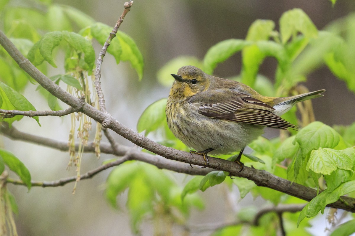 Cape May Warbler - ML546810371