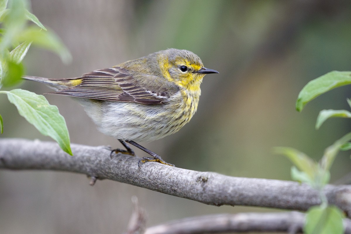 Cape May Warbler - ML546810381