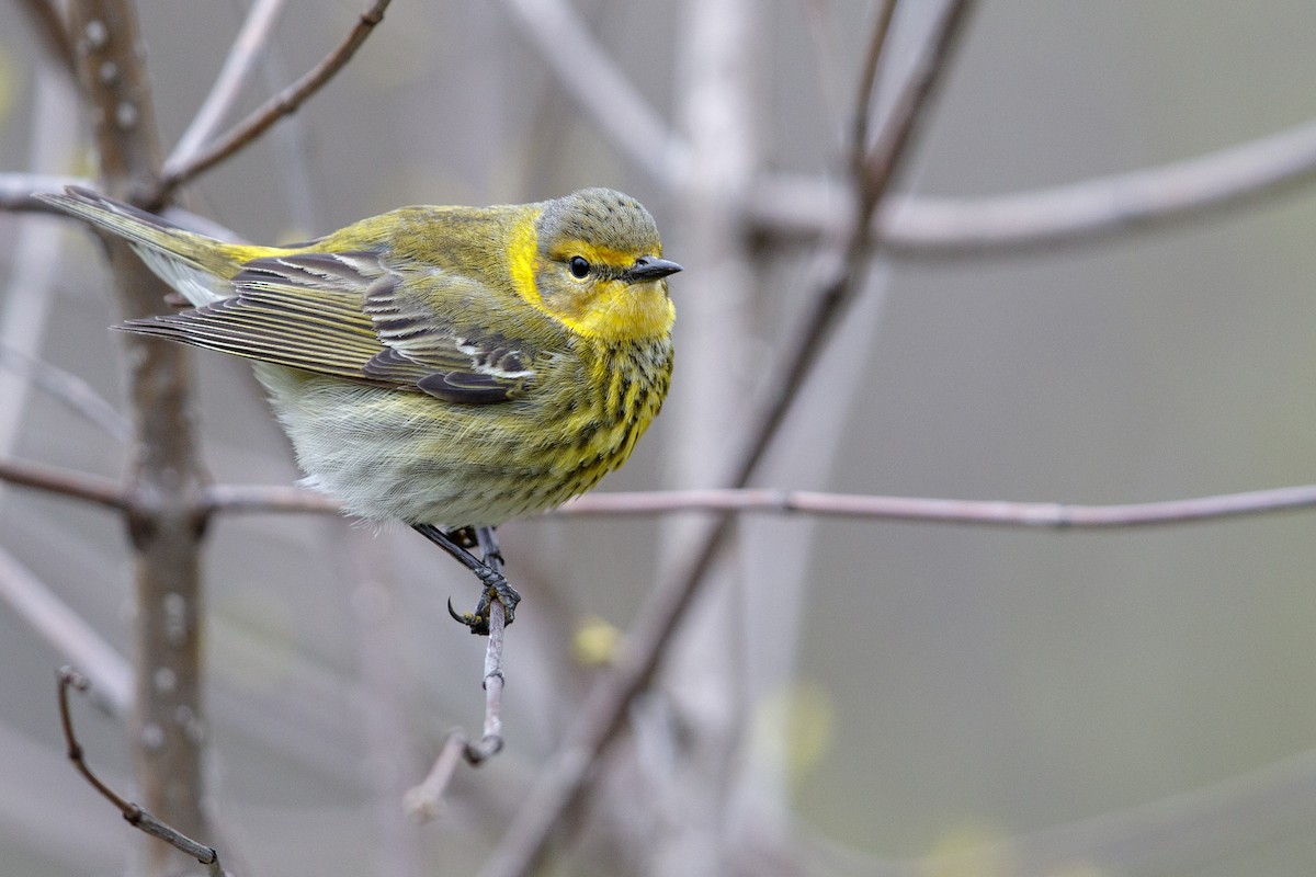 Cape May Warbler - ML546810401
