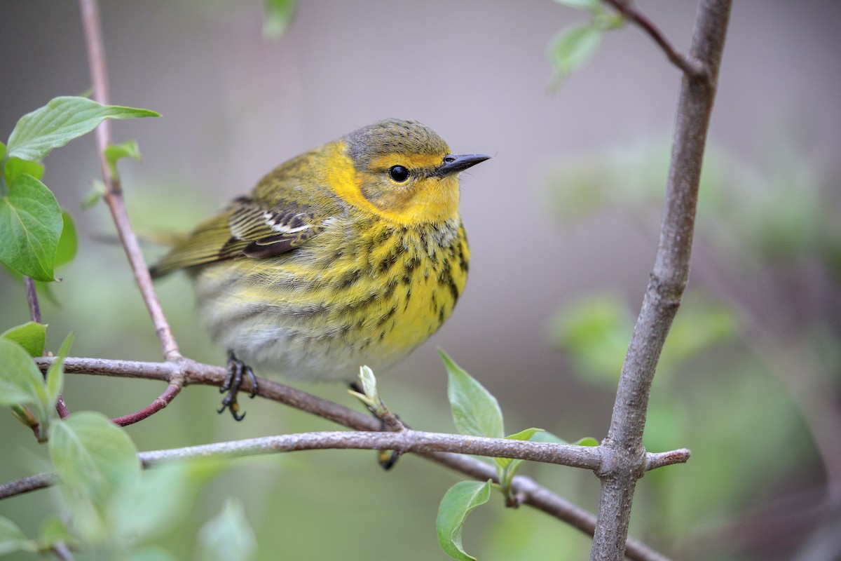 Cape May Warbler - ML546810421