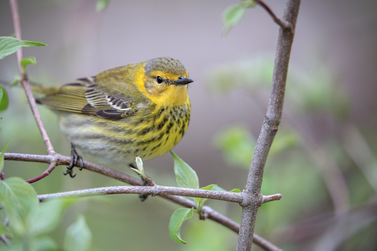 Cape May Warbler - ML546810431
