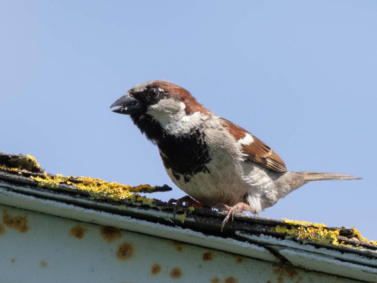House Sparrow - ML546814121