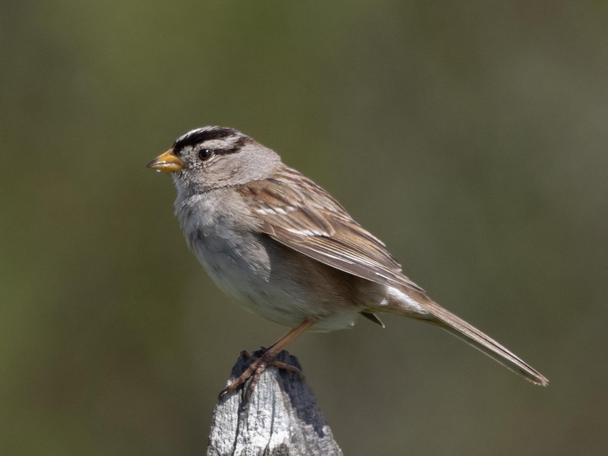White-crowned Sparrow - ML546814451