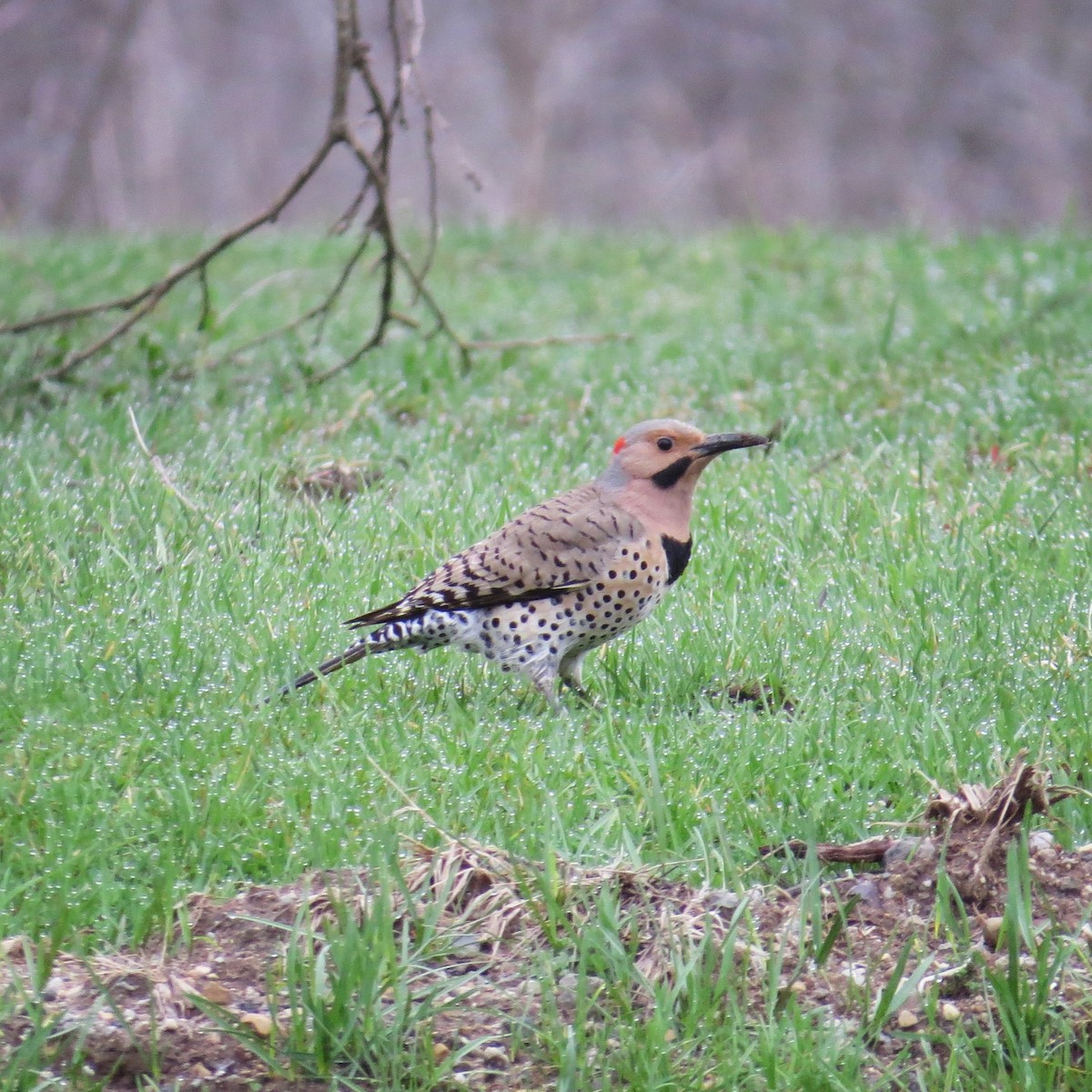 Northern Flicker (Yellow-shafted) - Emily Tornga