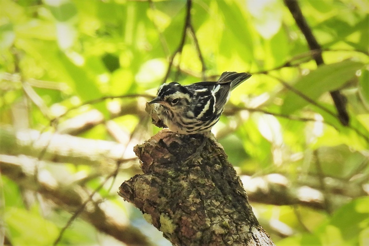 Black-and-white Warbler - ML546816901