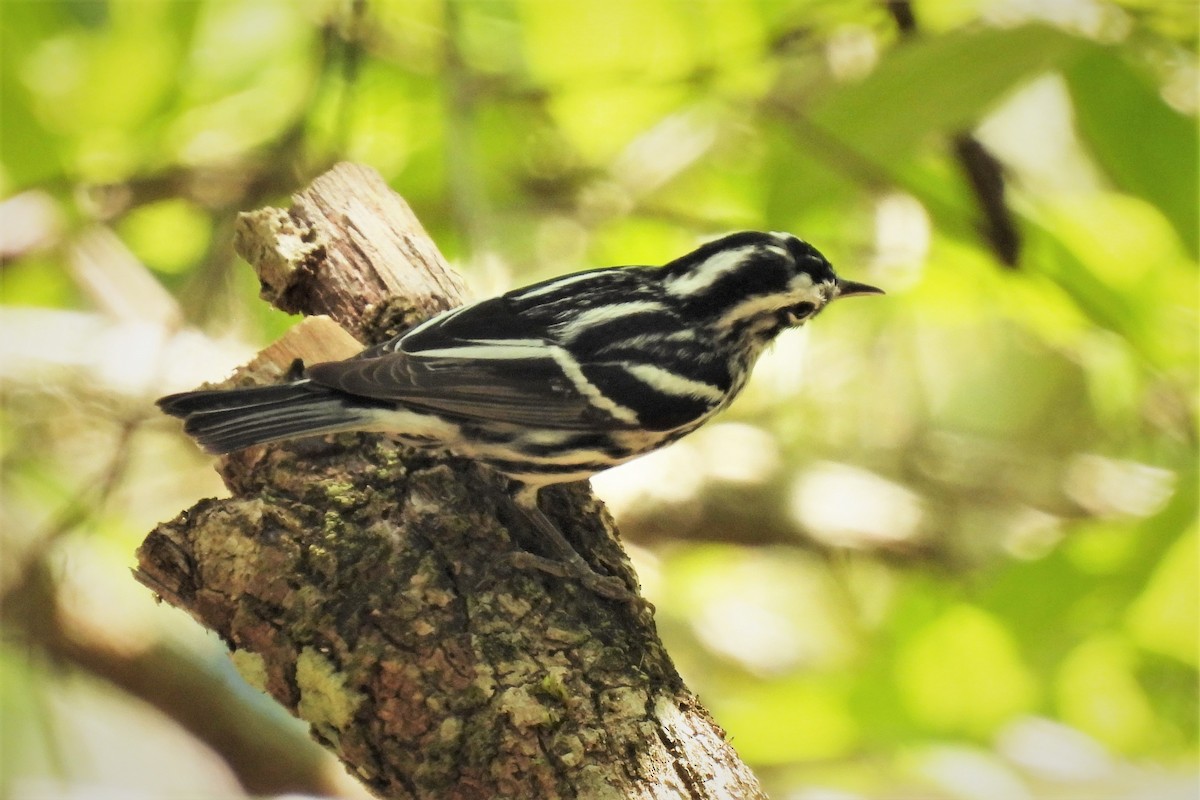 Black-and-white Warbler - ML546816911