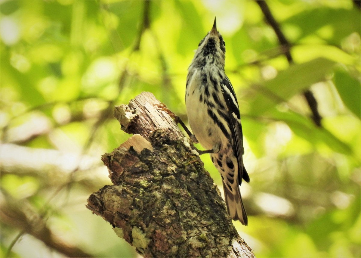 Black-and-white Warbler - ML546816921
