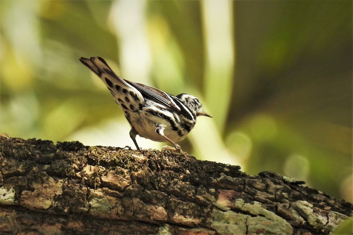 Black-and-white Warbler - ML546816931