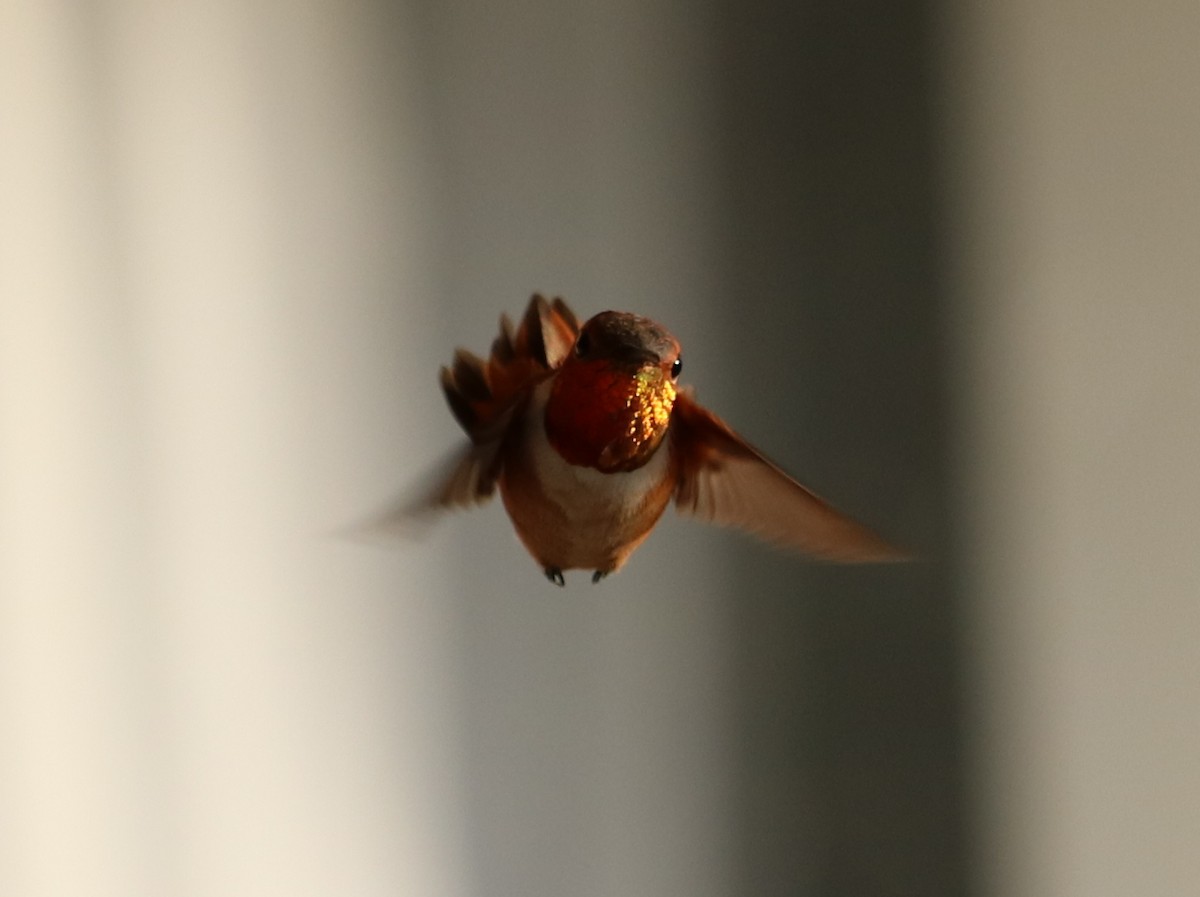 Rufous Hummingbird - ML54681751