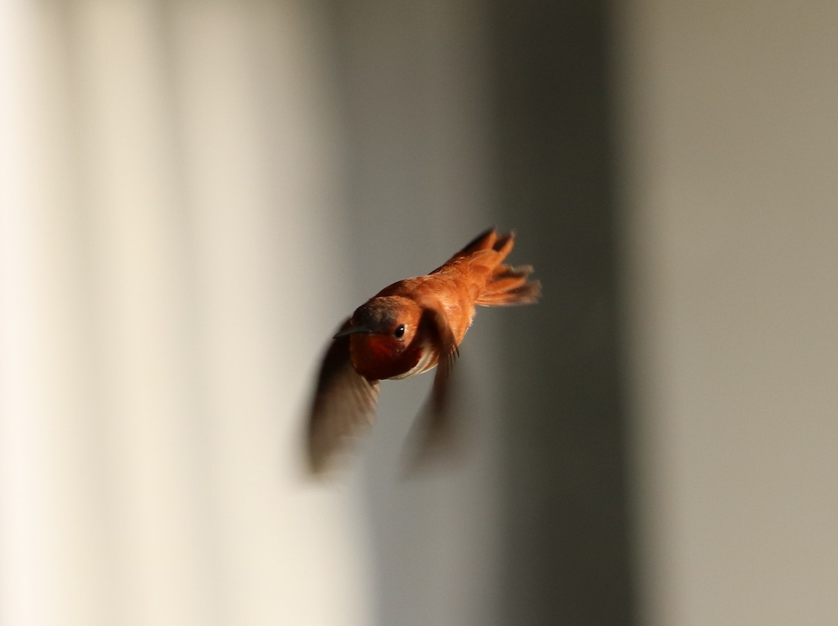 Rufous Hummingbird - Ryan Winkleman