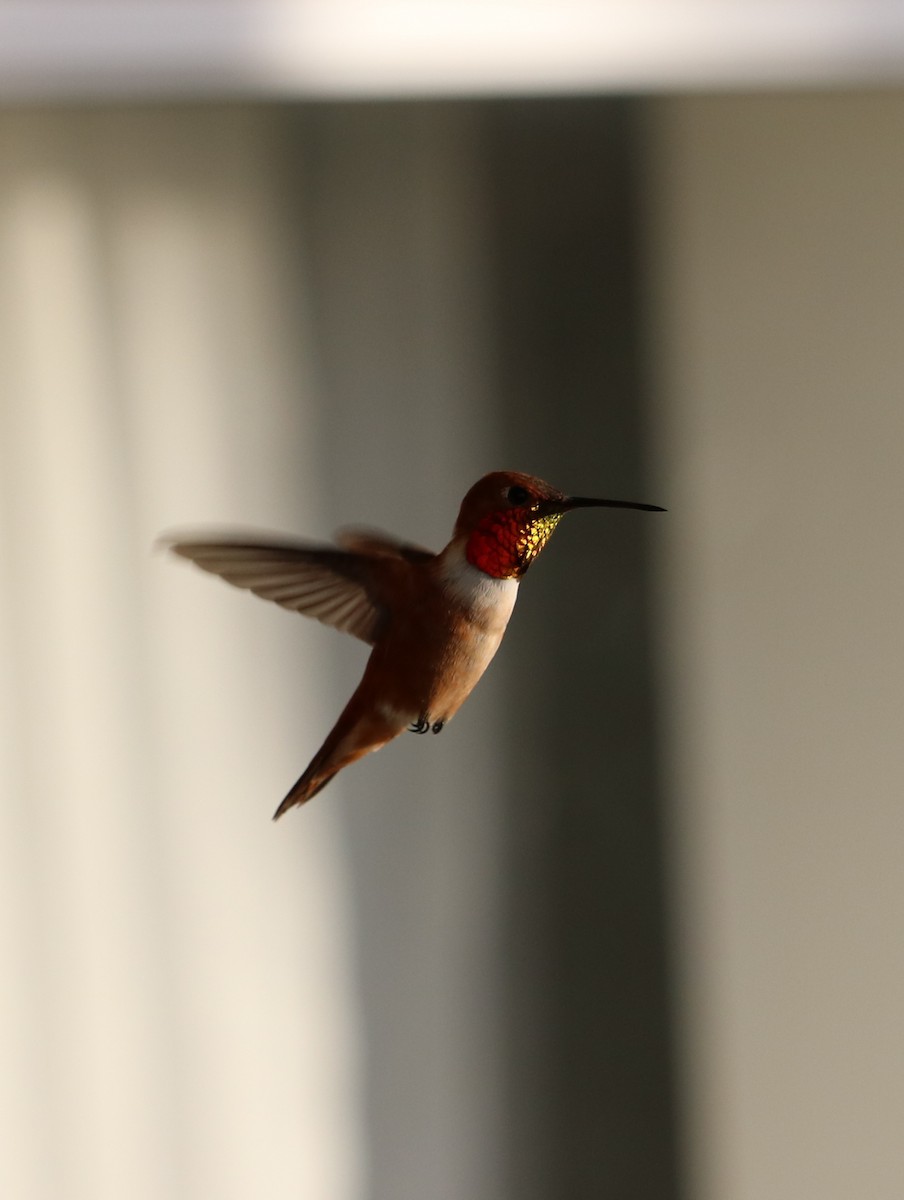 Rufous Hummingbird - ML54681771