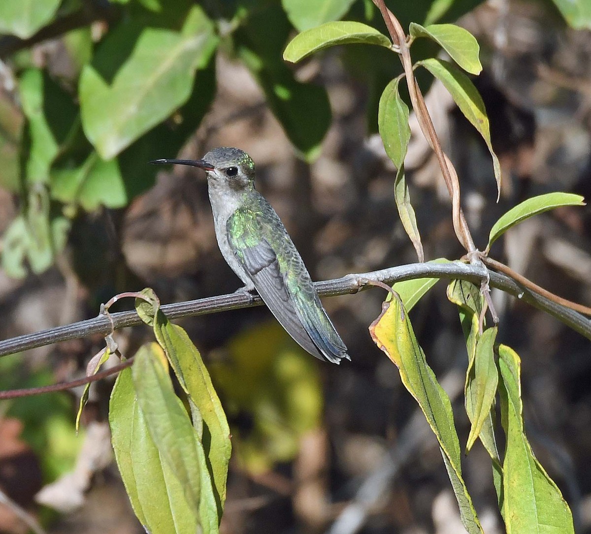 Broad-billed Hummingbird - ML546818851