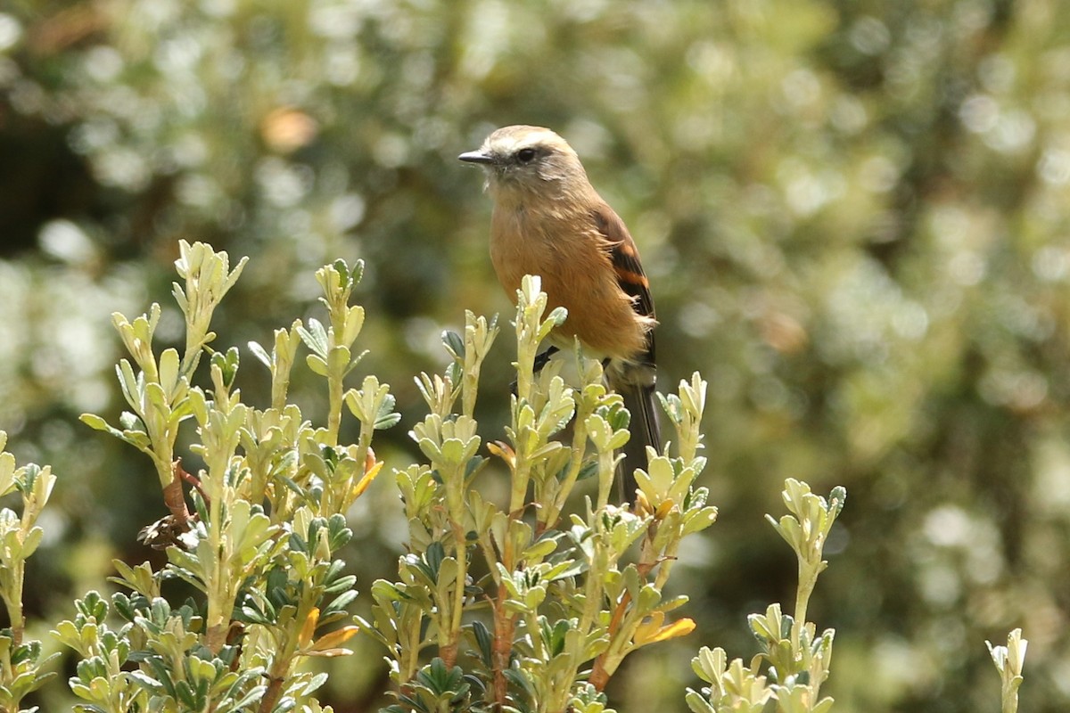 Brown-backed Chat-Tyrant - Loch Kilpatrick