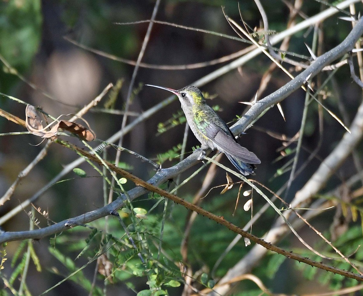 Broad-billed Hummingbird - ML546818911