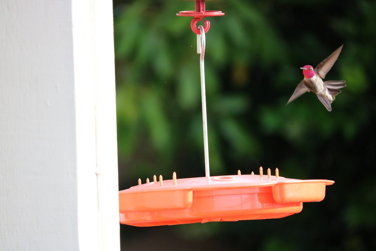 Anna's Hummingbird - Ryan Winkleman