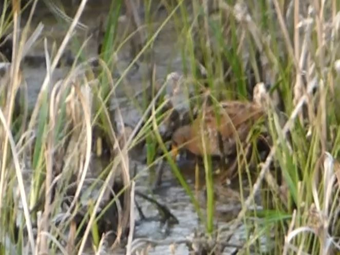 Spotted Crake - ML54682121