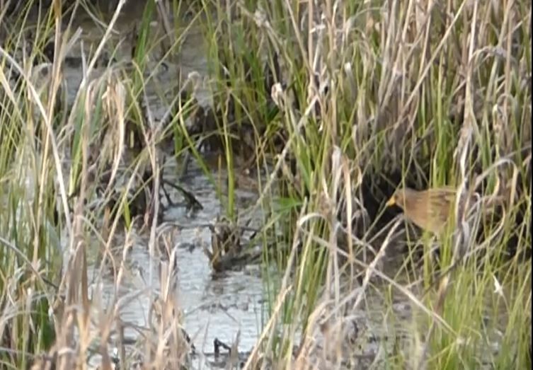 Spotted Crake - ML54682131
