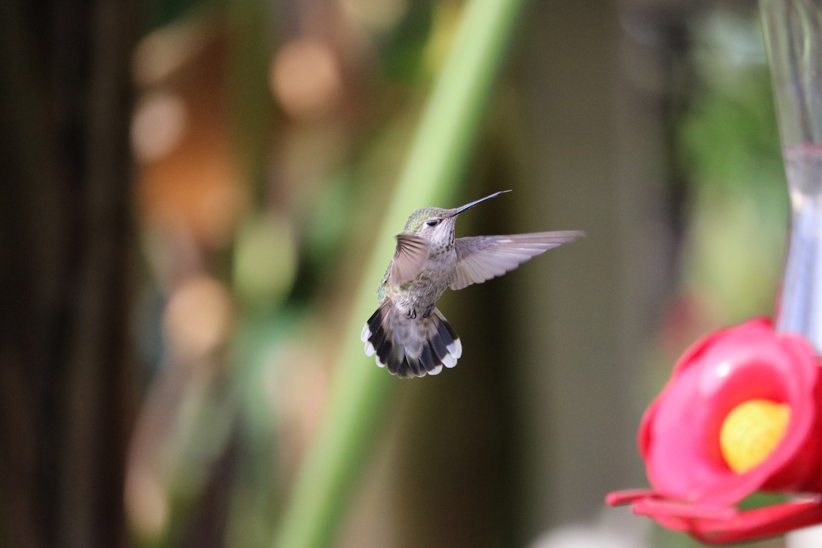 Anna's Hummingbird - ML54682291