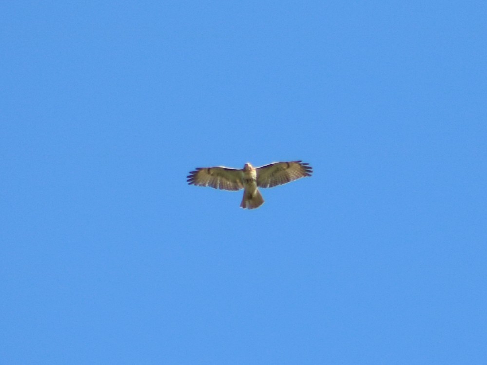 Red-tailed Hawk - ML54682811