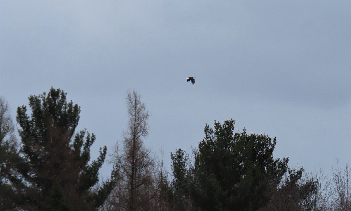 eBird Québec Checklist 18 Mar 2023 Rang Armagh, SainteAgathede