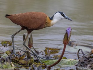  - African Jacana