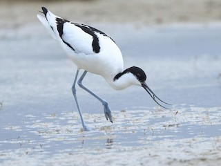  - Pied Avocet