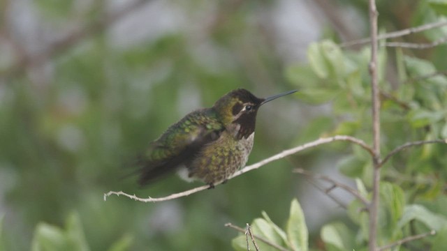 Anna's Hummingbird - ML546834351