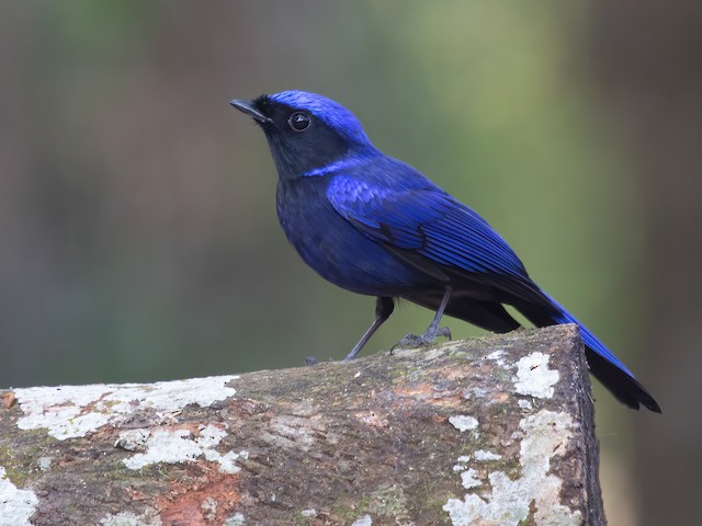 Photos - Large Niltava - Niltava grandis - Birds of the World