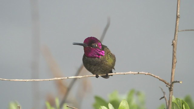 Anna's Hummingbird - ML546836071
