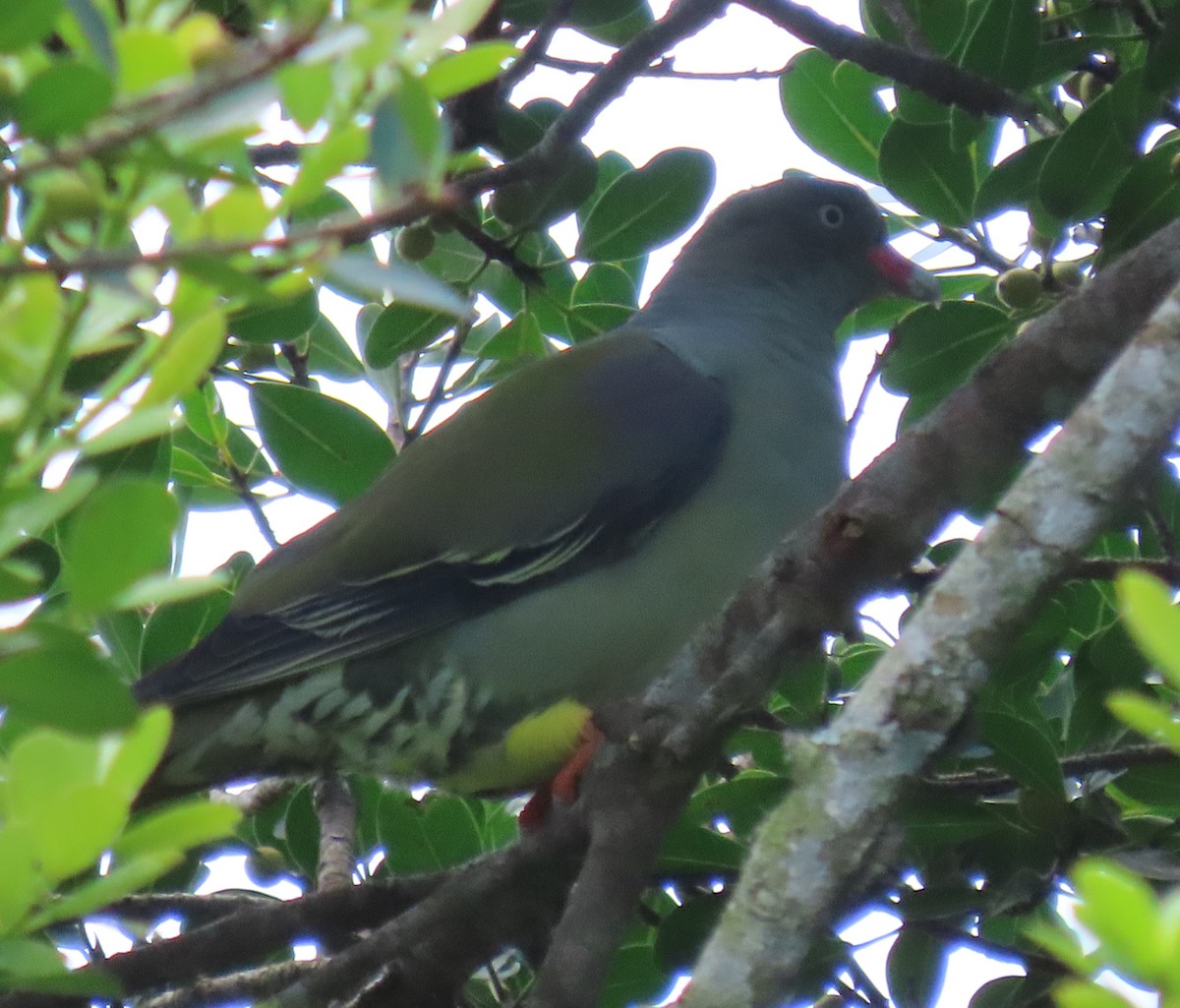 African Green-Pigeon - ML546836331