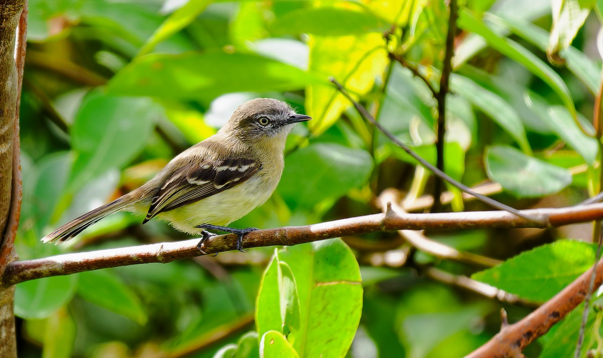 Pale-tipped Tyrannulet - ML546839071