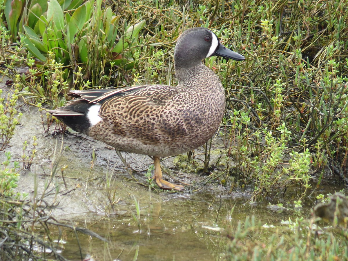 Blue-winged Teal - ML546846851