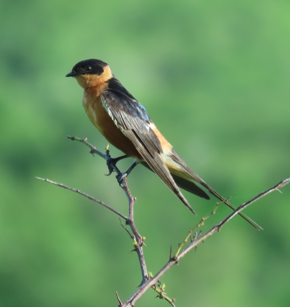 Rufous-chested Swallow - ML546847011